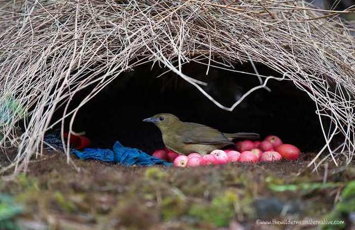 Arquitectura Animal