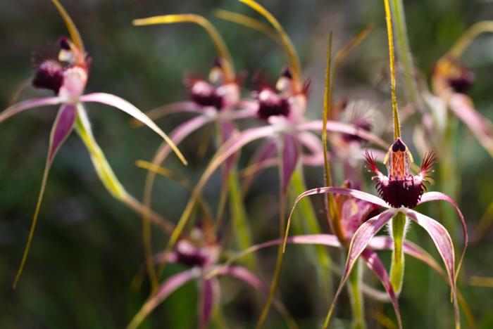 Orquídeas