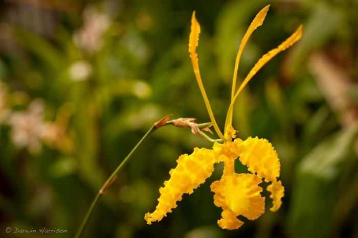 Orquídeas