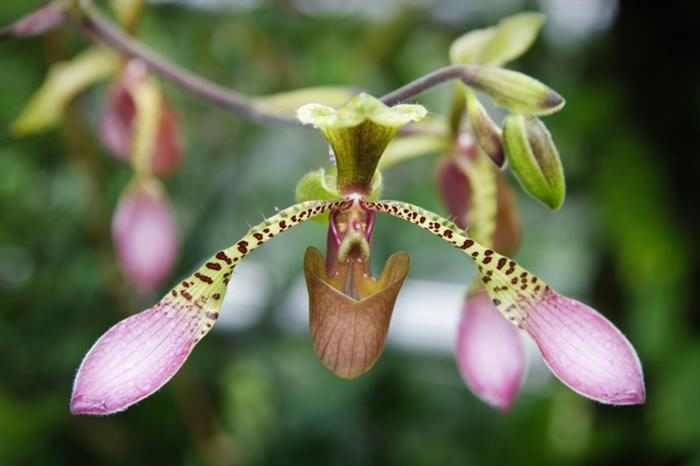 Orquídeas