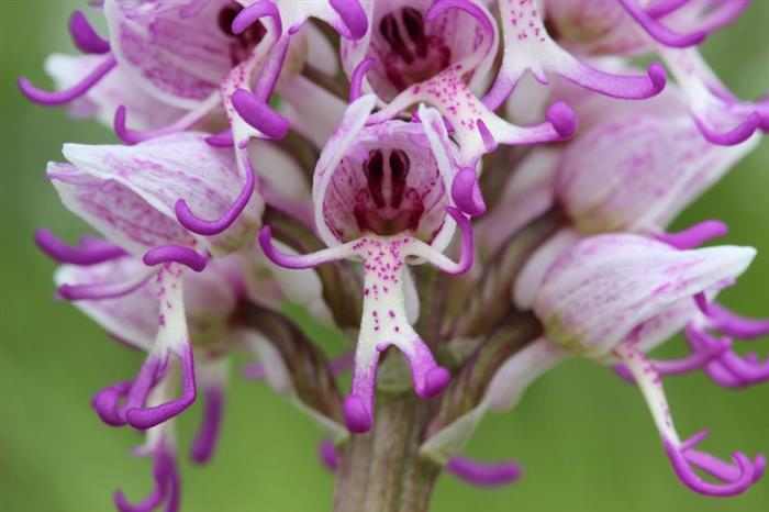 Orquídeas