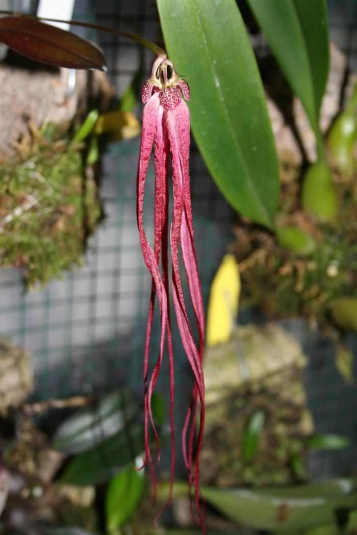 Orquídeas