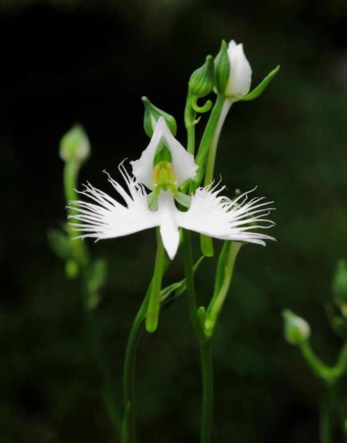 Orquídeas