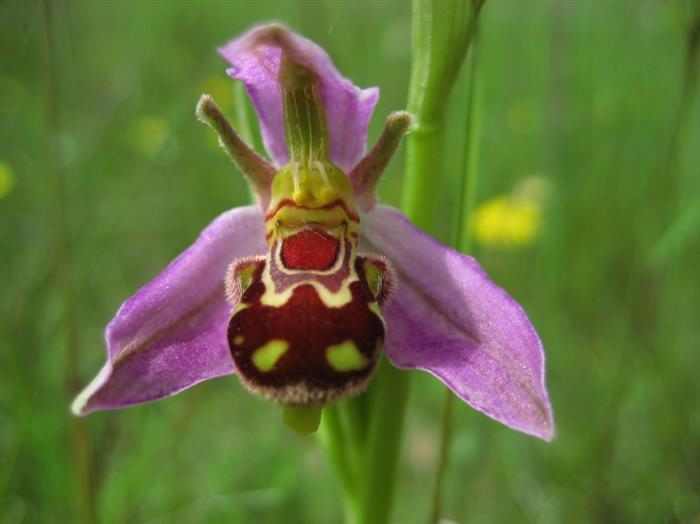 Orquídeas