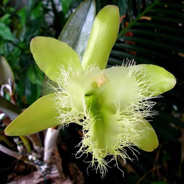 Orquídeas