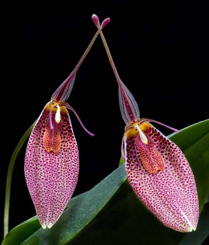 Orquídeas