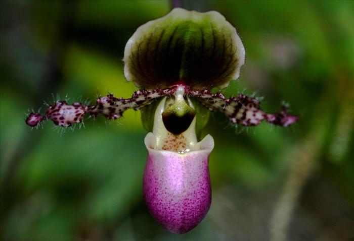 Orquídeas