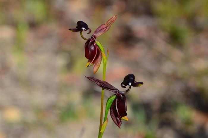 Orquídeas