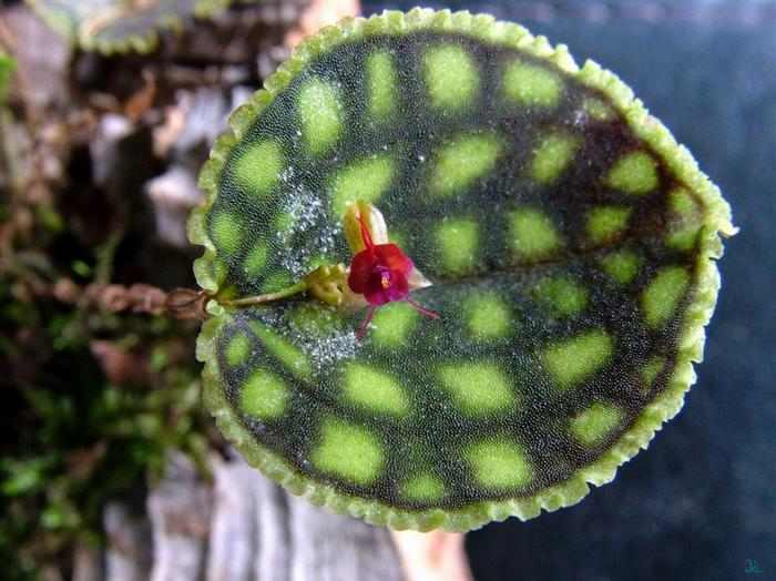 Orquídeas