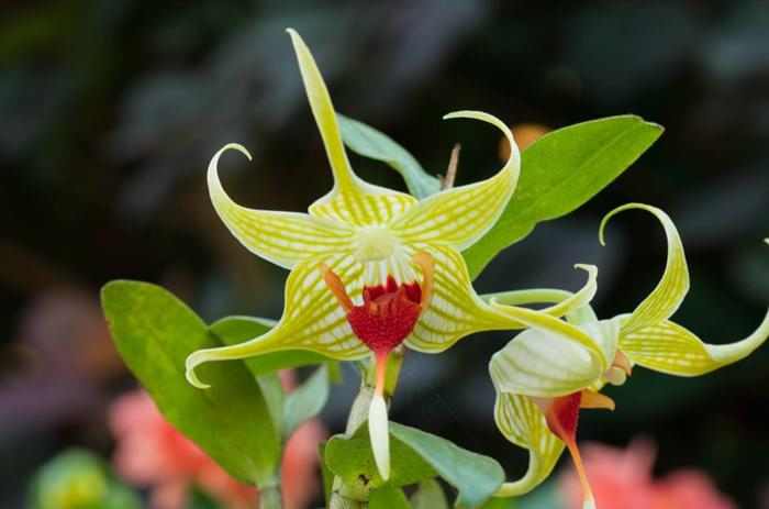 Orquídeas