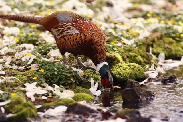 Fotos Aves